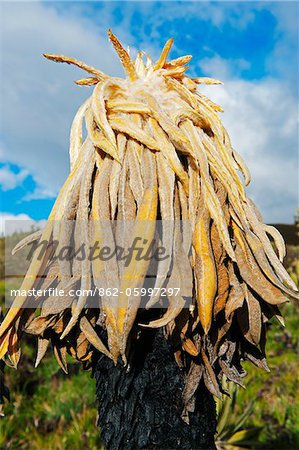 South America, Colombia, Salento, Los Nevados National Park, Frailejone plants