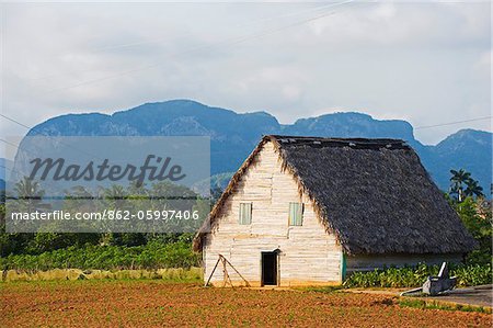 The Caribbean, West Indies, Cuba, Vinales Valley, Unesco World Heritage Site, thatched roof tobacco drying house