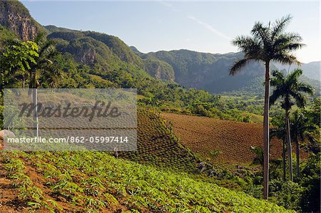 The Caribbean, West Indies, Cuba, Vinales Valley, Unesco World Heritage Site, Los Aquaticos farm land