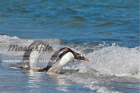 Gentoo Penguins about to take the plunge into a wave at Saunders Island. The first British garrison on the Falklands Islands was built on Saunders Island in 1765.