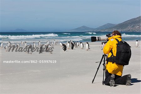 Un visiteur de l'île Saunders photographies de manchots papous sur la plage de sable. La première garnison britannique sur les îles Malouines a été construite sur l'île Saunders en 1765.