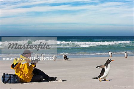 A visitor to Saunders Island photographs Gentoo Penguins on the sandy beach.  The first British garrison on the Falklands Islands was built on Saunders Island in 1765.