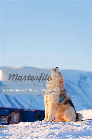 Grönland, Ostgrönland, Ittoqqortoormiit. Ein Grönlandhund heult in Zufriedenheit, wie die Sonne in Ittoqqortoormiit untergeht. Scoresbysund, ist es auch die entlegensten bewohnten Ort in der westlichen Welt.