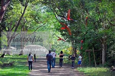 Central America, Honduras, Copan Ruins, Macaw at Mayan archeological site, Copan Ruins, Unesco World Heritage site, Red Macaws flying in the jungle