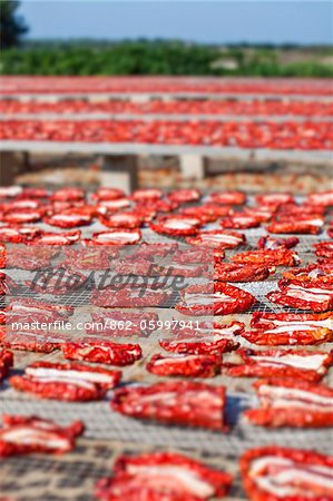 Italy, Apulia, Lecce district, Salentine Peninsula, Salento, Cherry tomatoes drying in sun