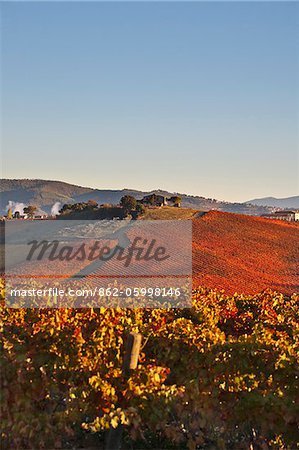 Italy, Umbria, Perugia district, Dawn over the autumnal vineyards near Montefalco