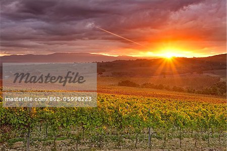 District de l'Italie, l'Ombrie, Pérouse. Automnales vignes près de Montefalco