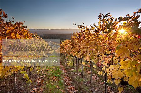 District de l'Italie, l'Ombrie, Pérouse. Automnales vignes près de Montefalco