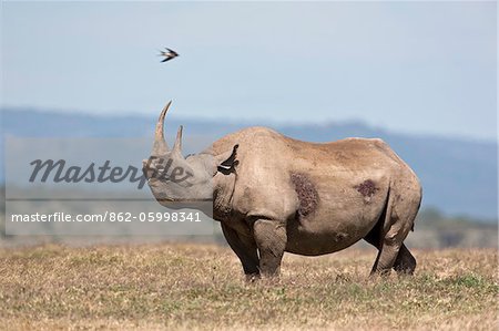 A male black rhino sniffs the air for a female as a swallow flies overhead. A male black rhino sniffs the air for a female as a swallow flies overhead.