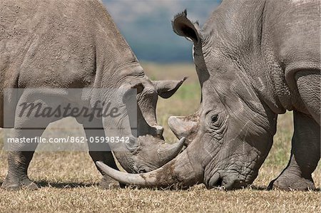 A juveline black rhino spars with a bull white rhino.