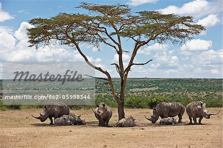 Towards mid-day, white rhinos gather around the shade of an acacia tree to slumber. Towards mid-day, white rhinos gather around the shade of an acacia tree to slumber.