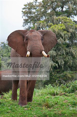 An African bull elephant in a forest glade of the Aberdare Mountains.