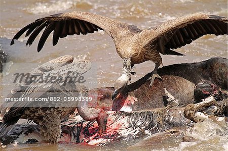 White-backed vultures squabble over the carcass of a wildebeest, drowned while crossing the Mara River during the annual migration, Masai Mara, Kenya.