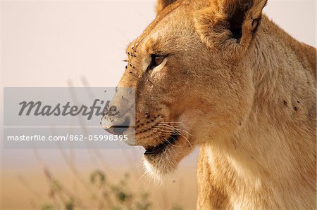 Lionne, fierté de marais, Masai Mara National Reserve, Kenya.