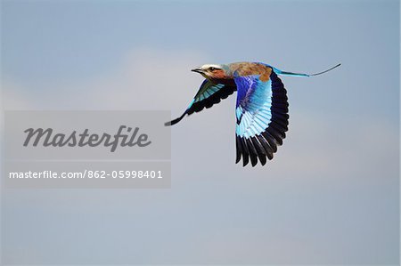 Lilac-breasted roller in flight, Lake Oloiden, Naivasha, Kenya.