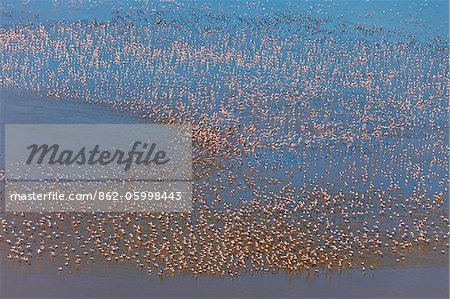 Large flocks of lesser flamingos feed on algae  in the shallow alkaline waters of Lake Logipi, in the Suguta Valley.