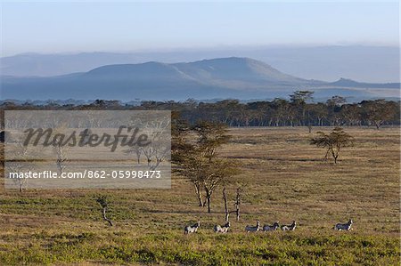 Common zebras in the early morning at Lake Nakuru National Park. Yellow-barked acacia trees are a feature of the vegetation of this park.