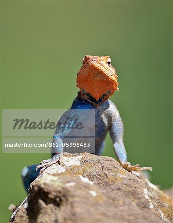 An Agama Lizard on rocks at Lake Nakuru National Park.