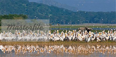 A lone Cape Buffalo stands behind a mass of Great White Pelicans while Grey-headed Gulls take to the wing at Lake Nakuru National Park,