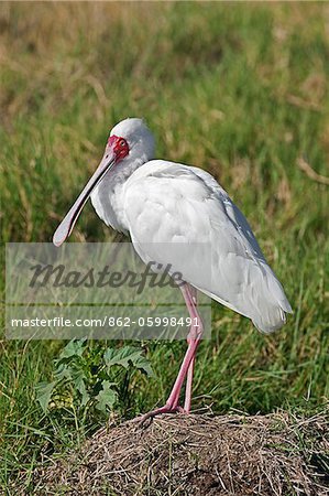 An African Spoonbill in Lake Nakuru National Park. An African Spoonbill in Lake Nakuru National Park.
