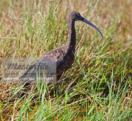 Un Ibis hagedash jeune dans le Parc National du lac Nakuru. Un Ibis hagedash jeune dans le Parc National du lac Nakuru.