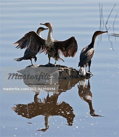 Long-tailed Cormorants in Lake Nakuru National Park. Long-tailed Cormorants in Lake Nakuru National Park.