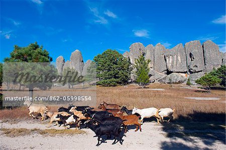 État de Chihuahua, le Mexique, l'Amérique du Nord, Creel, Barranca del Cobre, Copper Canyon ; troupeau de chèvres