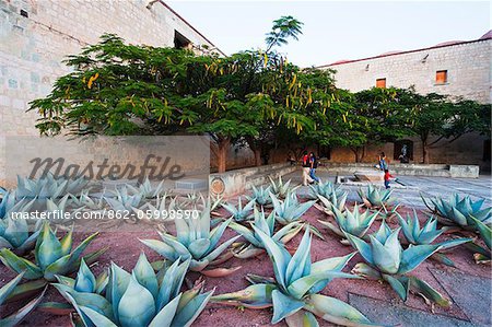 North America, Mexico, Oaxaca state, Oaxaca, garden in Santo Domingo church