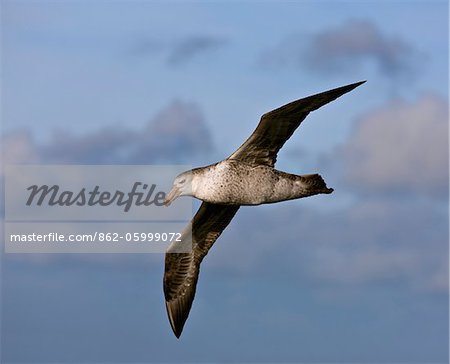 Un Pétrel géant du Nord en vol sur les rochers Shag. Ces oiseaux est de la taille d'un albatros petite et ont une seule narine tubulaire sur le dessus de la Loi.