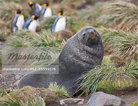 A fur seal in tussock grass at Right Whale Bay near the northeast tip of South Georgia.  The concentrations of fur seals on South Georgia are the densest of any marine mammal in the world. King penguins are in the background.