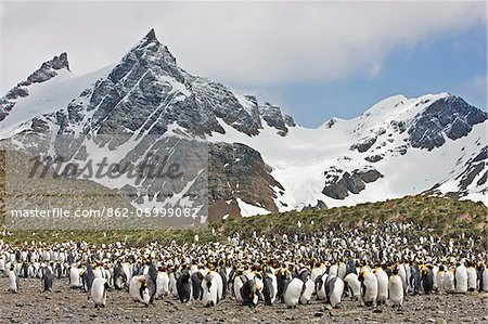 Ein König Pinguin-Kolonie Nordkaper Bay in der Nähe der nordöstlichen Spitze von Süd-Georgien.