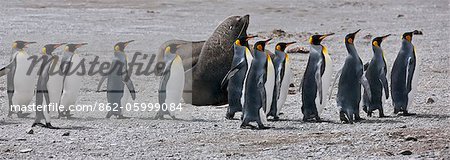 Pingouins roi marchent en ligne droite passé une otarie à fourrure à la baie des baleines noires près de l'extrémité nord-est de la Géorgie du Sud.