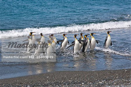 Pingouins roi émergent de la mer dans la plaine de Salisbury. La vaste plaine est abrite de Géorgie du Sud s deuxième roi pingouins.