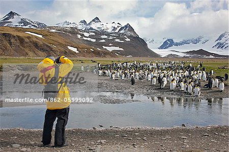 Ein Besucher fotografieren King Penguins bei Salisbury Plain. Die weite Ebene ist Heimat von Süd-Georgien s zweitgrößte König Pinguinkolonien.