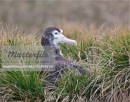 A juvenile wandering Albatross on Prion Island. The parents feed the single chick for up to ten months. They will breed every two years.