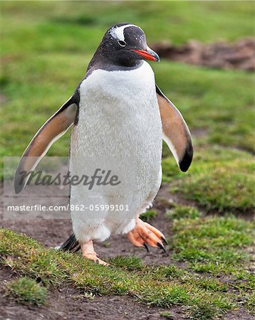 A Macaroni Penguin  at Stromness. The old whaling station at Stromness became famous when Ernest Shakleton ended his epic crossing of South Georgia there in 1916.