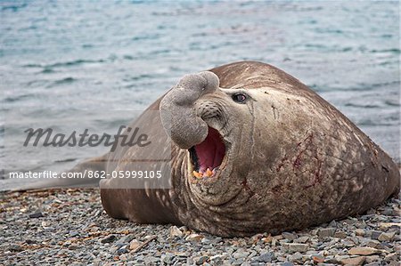 Männlichen südlichen Elephant Seal in Grytviken. Grytviken wurde Südgeorgien s längste Walfangstation, von 1904 bis 1965 Betrieb ausgeführt. Es ist jetzt der Sitz der Verwaltung von Süd-Georgien.