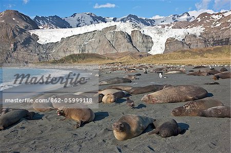 Gold Harbour is a magnificent amphitheatre of glaciers and snow- covered peaks with huge numbers of Southern Elephant Seals and King Penguins on its dark gravel beach.