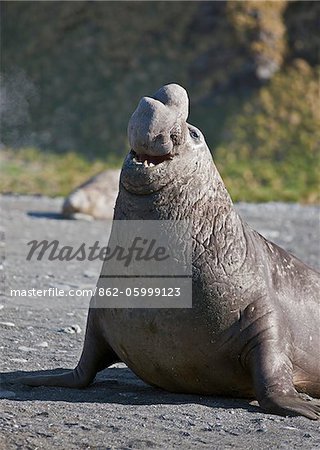 Un éléphant de mer du Sud mâle met sur un affichage pour attirer les femelles. Leurs petites protubérances ressemblant à tronc sont la raison de leur nom.