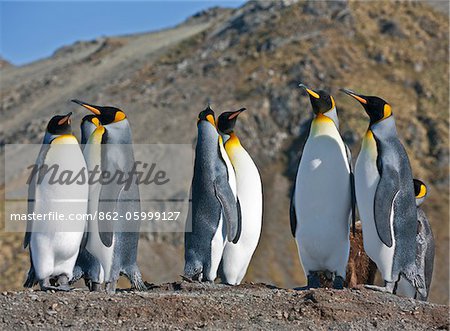 King Penguins à Gold Harbour qui est un magnifique amphithéâtre des glaciers et des neiges - recouvert de pics environ 25 000 couples nicheurs de ces pingouins plus attrayants.