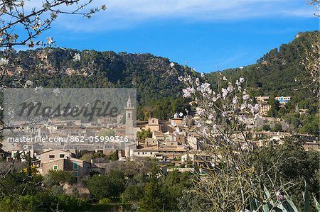 Almond Blossom, Valldemossa, Serra de Tramuntana, Majorca, Balearics, Spain