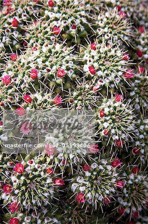 Detail eines Kaktusses in Lanzarote, Spanien
