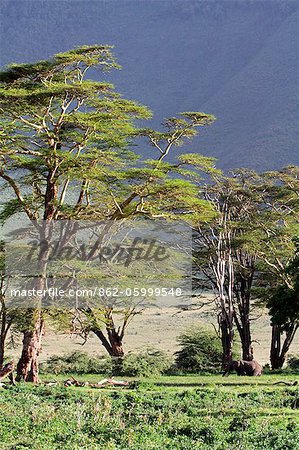 A lone bull elephant browses amongst yellow fever trees in Ngorongoro Crater, Tanzania.