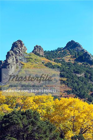 L'Amérique du Nord, USA, Etats Unis d'Amérique, Colorado, peuplier faux-trembles couleurs de l'automne