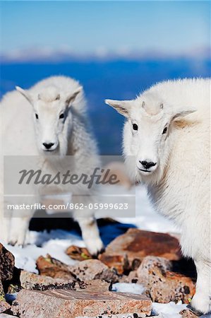 North America, USA, United States of America, Colorado, mountain goat (antelope) in winter coats on 14er Quandary Peak