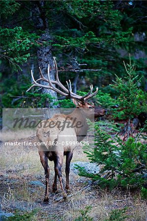 North America, USA, United States of America, Colorado, Rocky Mountain National Park, bull elk