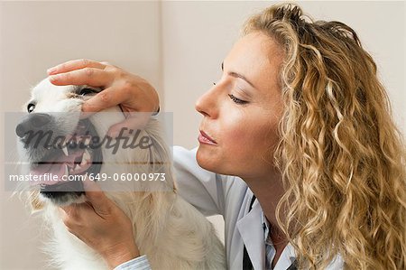 Veterinarian examining dog in office