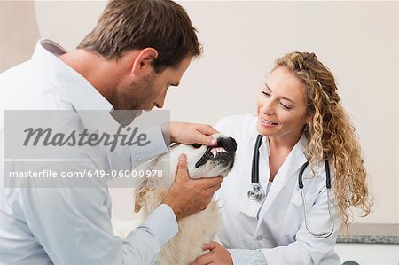 Vétérinaires examine le chien au bureau