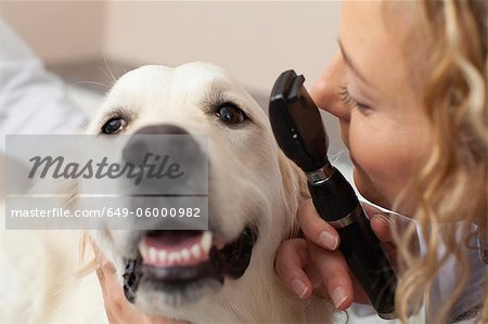 Veterinarian examining dog in office