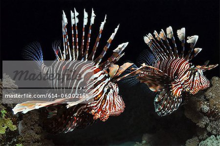 Two Lionfish in the Red Sea, Egypt Two Lionfish in the Red Sea, Egypt
